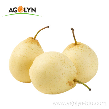 Chinese new crop sweet juicy Fresh golden Pear